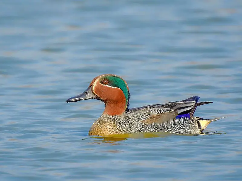 a eurasian teal duck floating serenely on a pond, its iridescent greenish-blue wing feathers shimmering in the sunlight