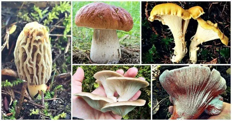 a forager examining a mushroom in the woods to identify if it is edible.