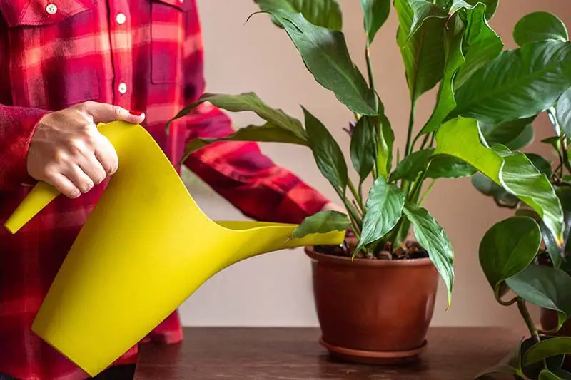 a person watering a peace lily plant in a ceramic pot