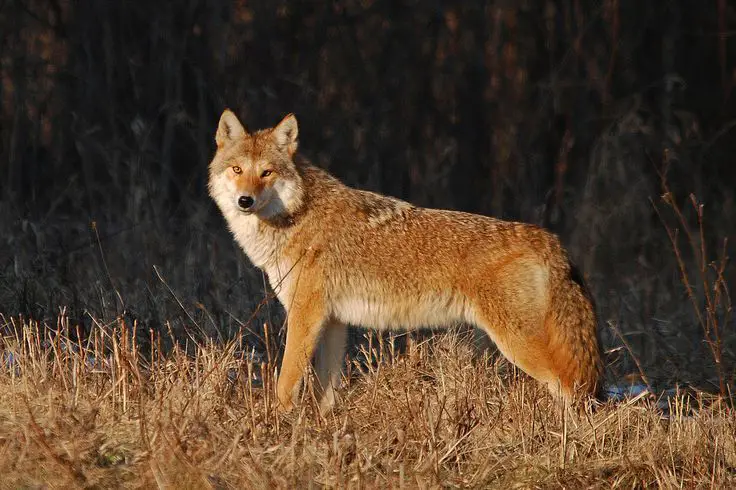 a red coyote with unusual reddish fur coloration standing in a field