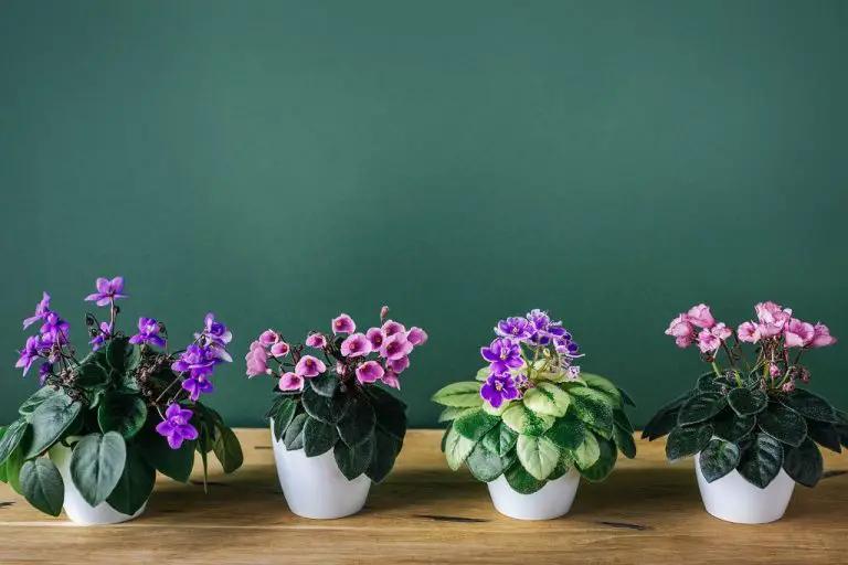 Why Do African Violets Need Special Pots?