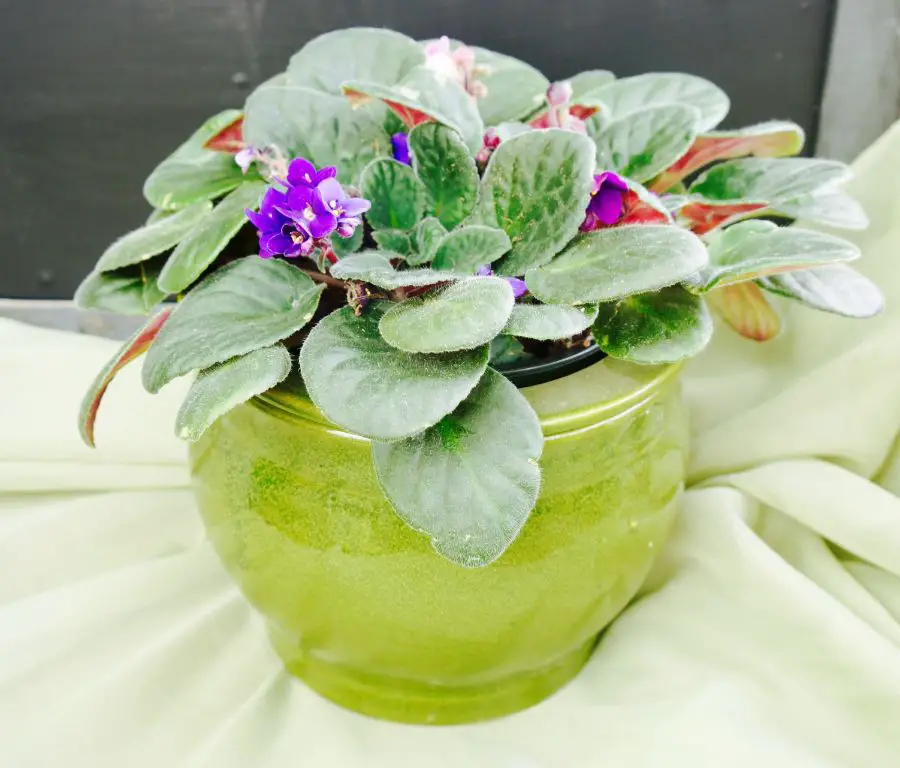 an african violet plant in a self-watering pot