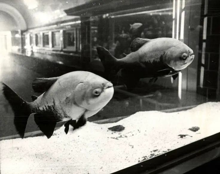 an old photo of visitors observing fish exhibits at the belle isle aquarium.