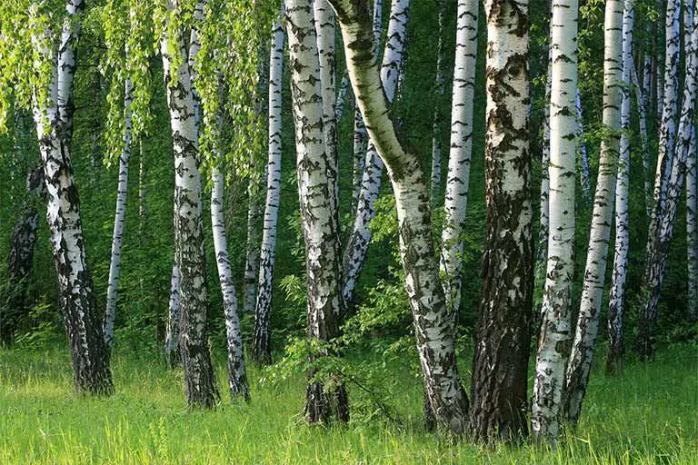 Where Do Baltic Birch Trees Grow?