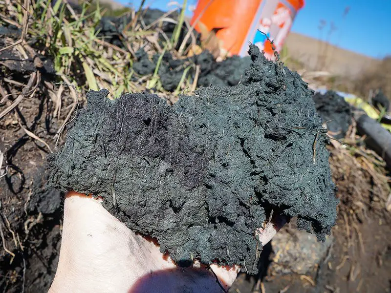 blue clay deposits forming in a wetland environment