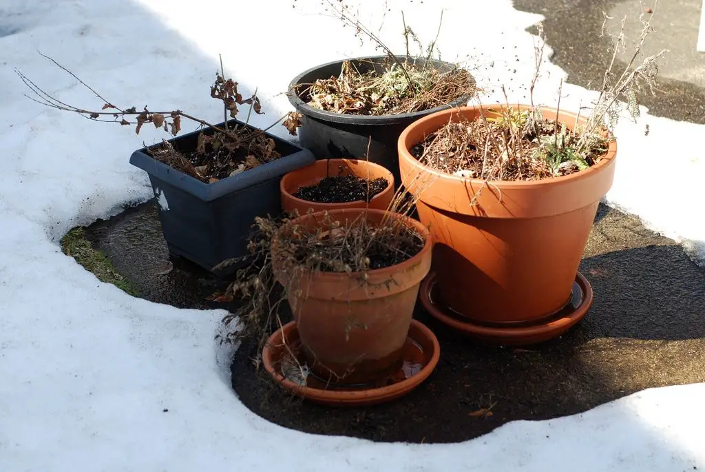 cold temperatures can damage plants in terracotta pots
