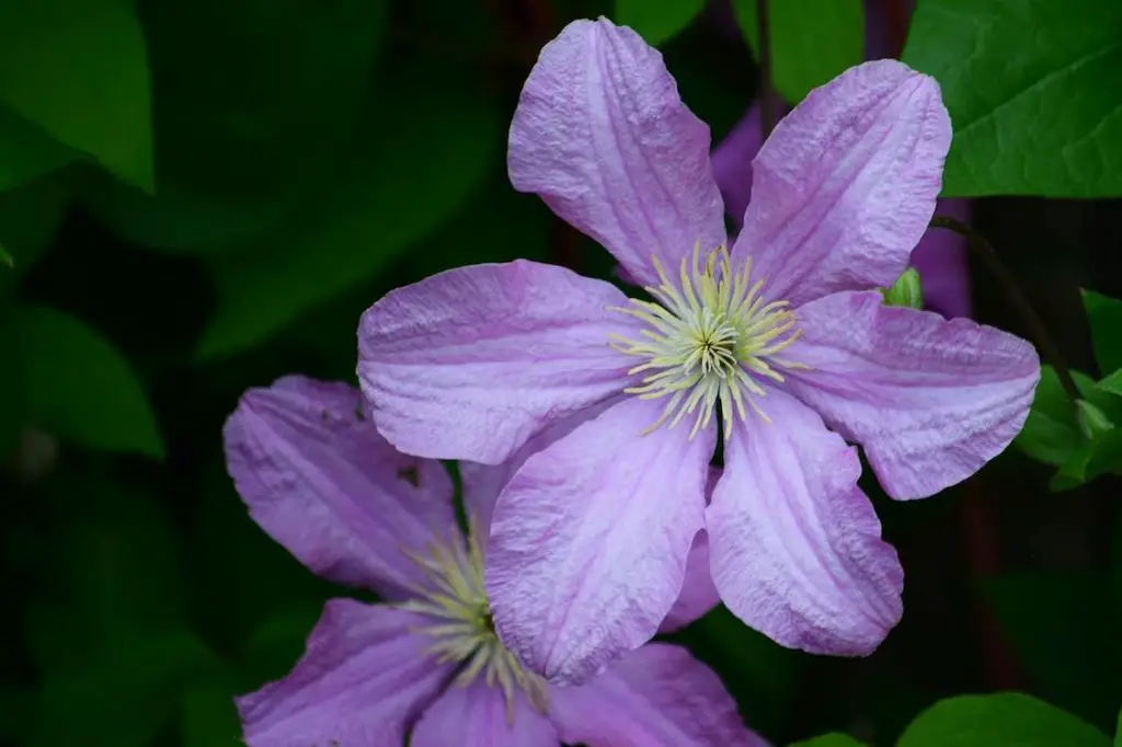 consider giving clematis flowers as the traditional 8th anniversary flower.