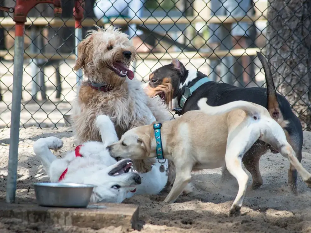 dogs have been allowed at clay's park since it first opened in 1958