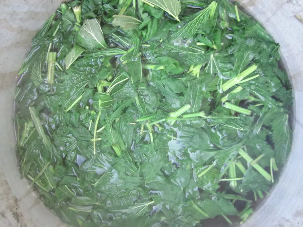 dried nettle leaves that can be used to make natural green dyes