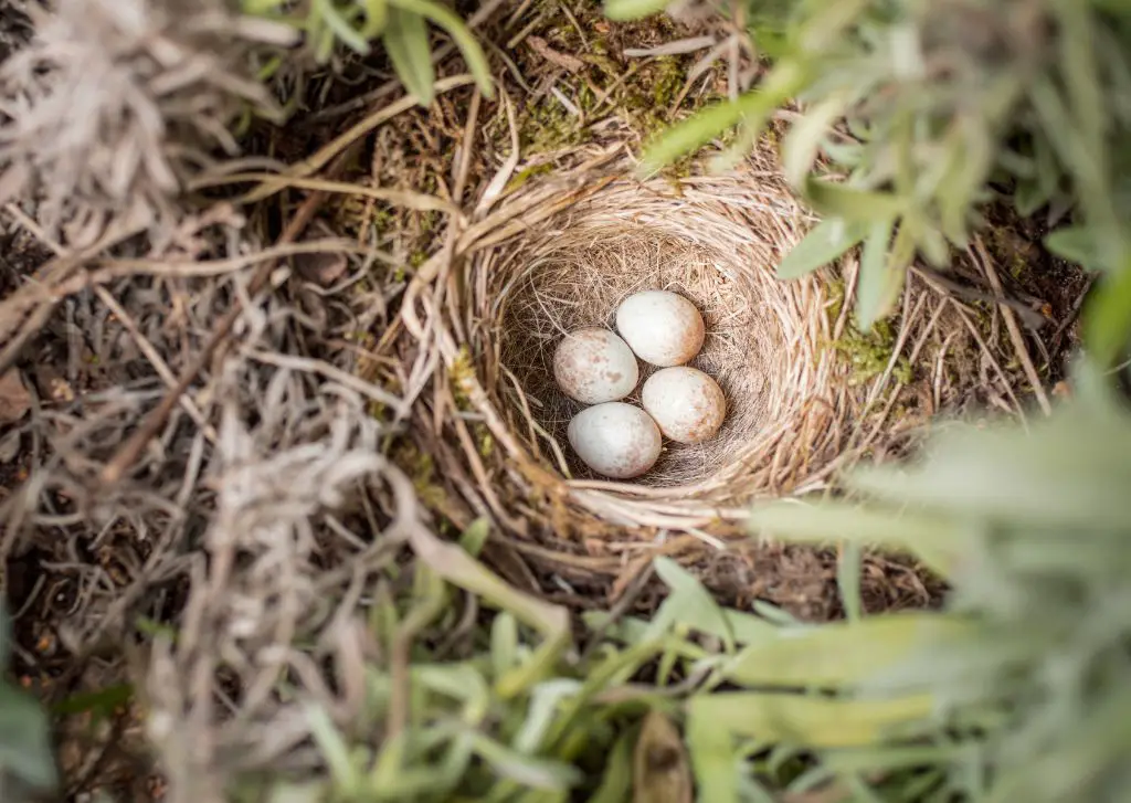 image of carefully removing an abandoned robin egg