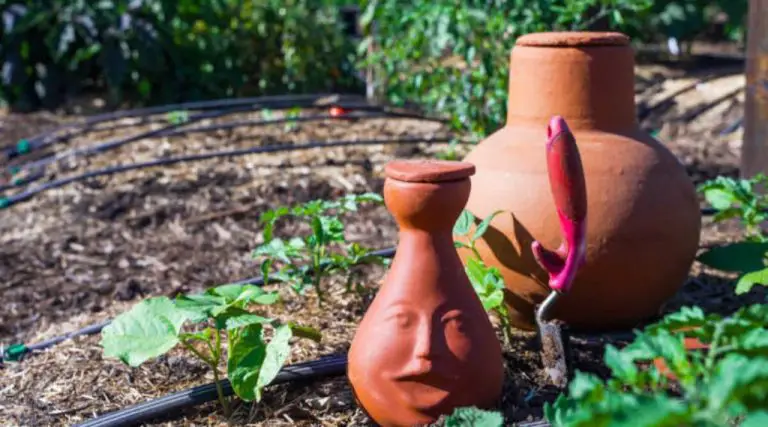 Are Clay Pots Good For Growing Plants?