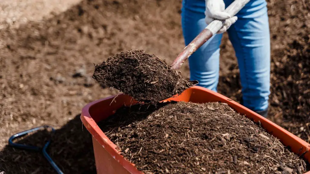 man adding compost as an organic amendment to improve the texture of dense clay soil.
