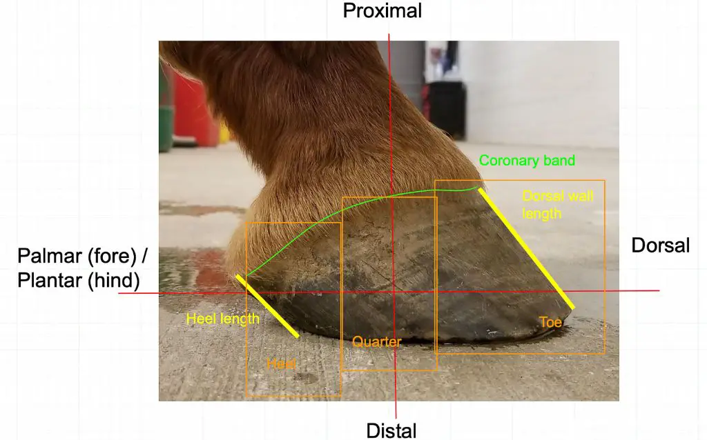 measuring and maintaining the proper horseshoe stake angle is important for gameplay, horse comfort and hoof health.