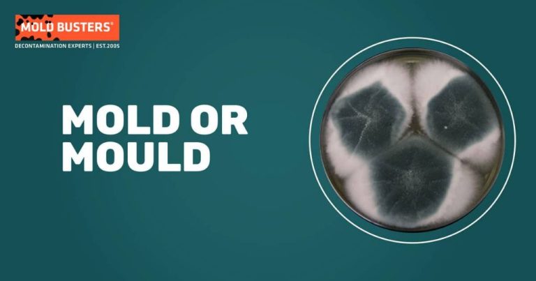 Is It Mould Or Mold?