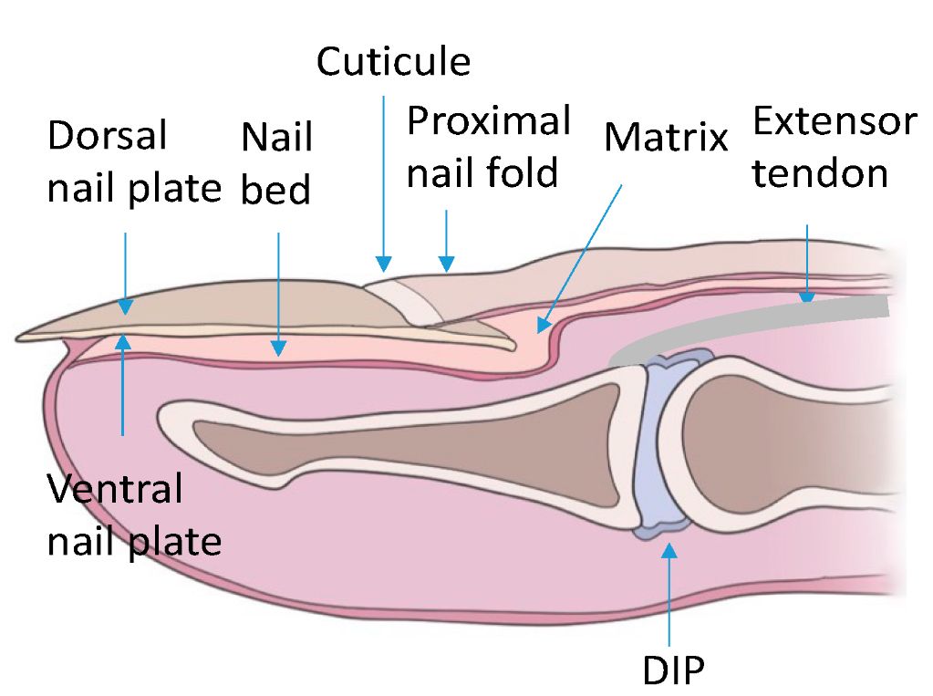 nail bed provides attachment point for nail plate