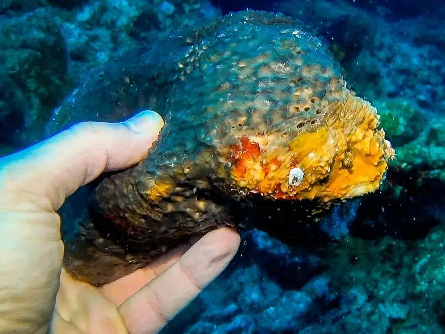 natural sea sponges harvested by hand