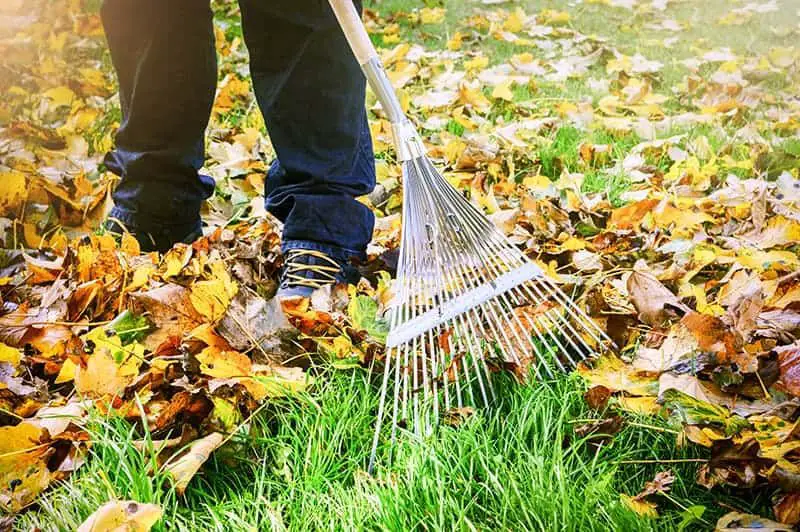 person using a shrub rake to gently clean up leaves around ornamental shrubs