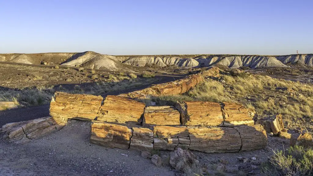 petrified wood along the crystal forest trail