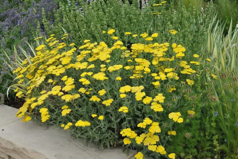 What Does Golden Yarrow Smell Like?