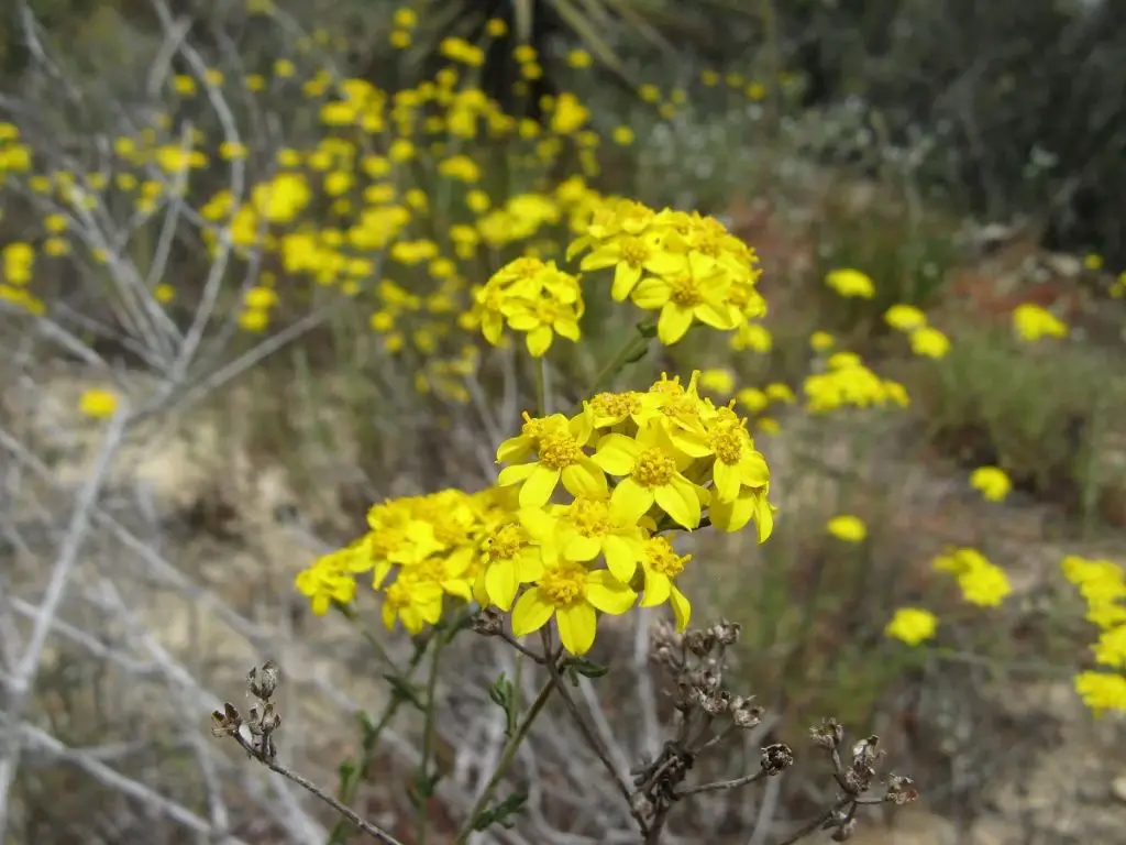 photo of golden yarrow flowers and leaves