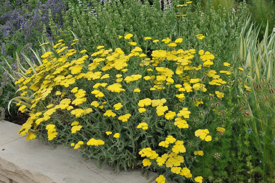 photo of golden yarrow flowers