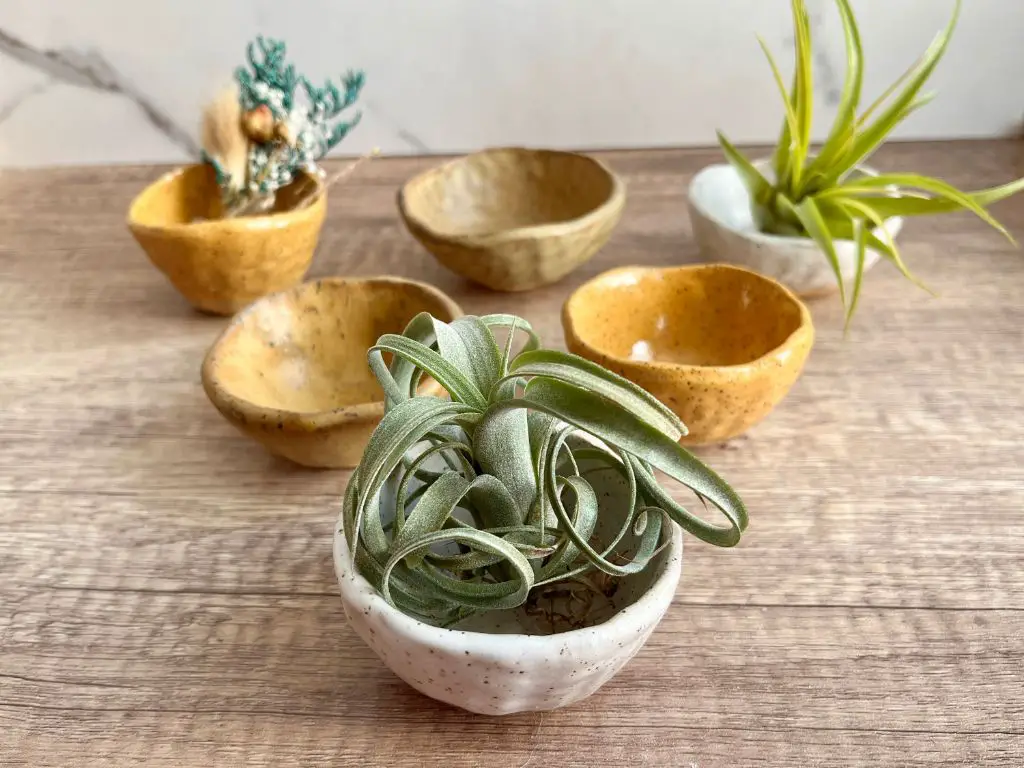 pinch pots make charming planters, dishes, magnets, and decorative pieces.