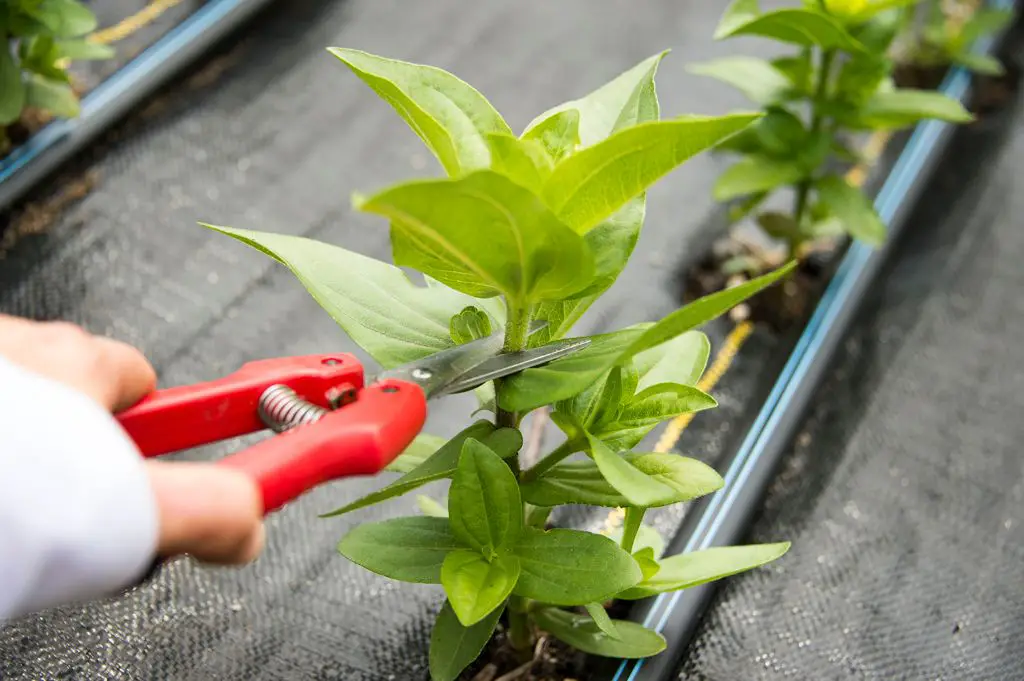 pinching a plant above a leaf node