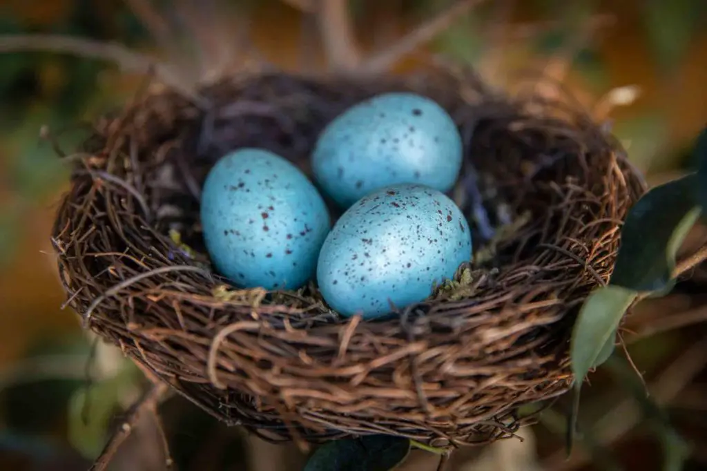 robin eggs owe their pale blue color to the pigment biliverdin deposited in the eggshell.