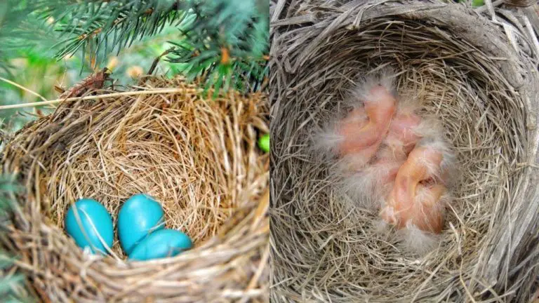 How Long Does It Take A Robin Egg To Hatch?