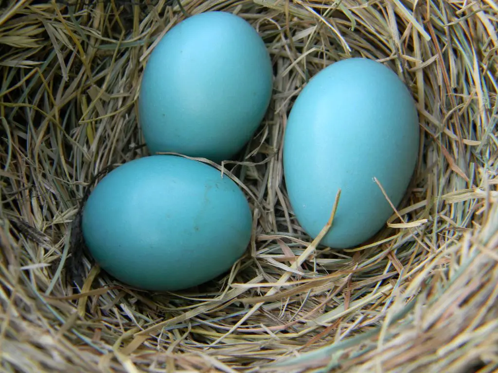 robin's egg blue color first appeared in 1961