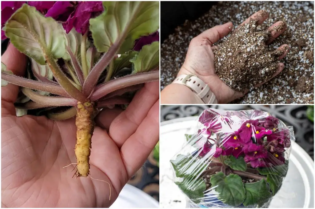 shallow pots with drainage holes keep african violet roots healthy