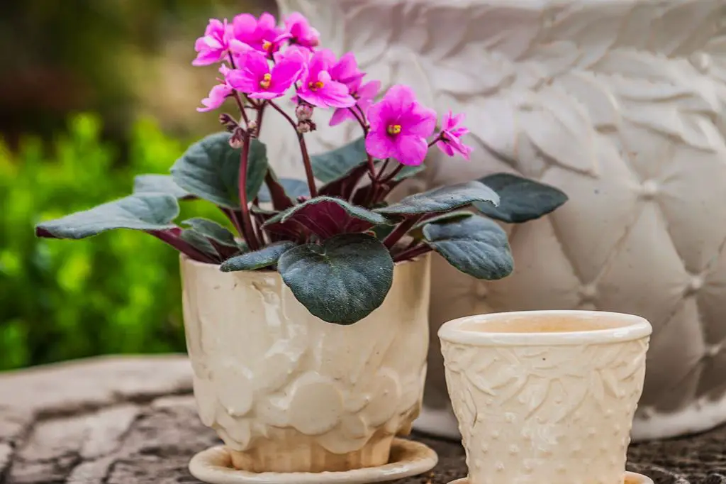 small pots allow african violets to thrive while preventing overwatering