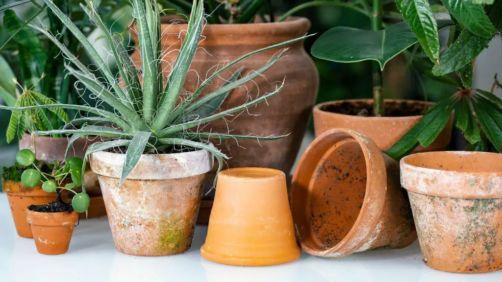 soak clay pots for 10-30 minutes before each use, with an overnight initial soak