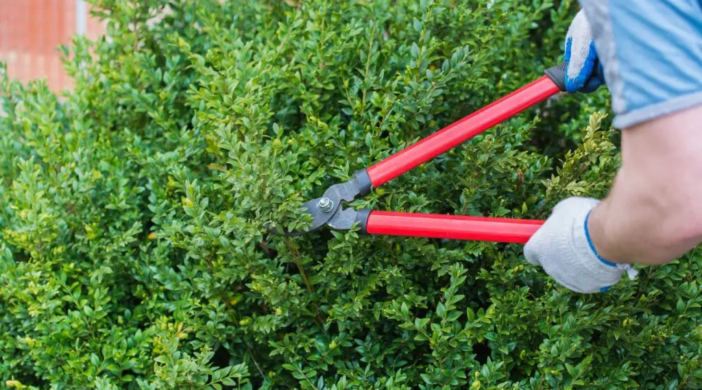 someone examining the dense grain of a boxwood branch