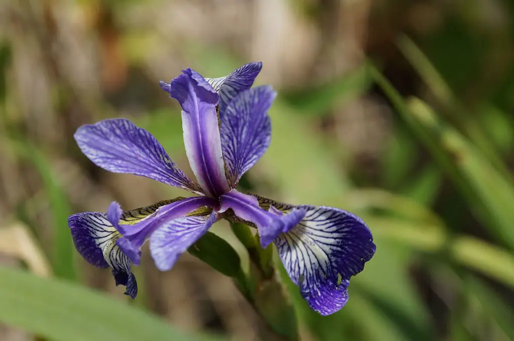 stormy blue iris flowers blooming