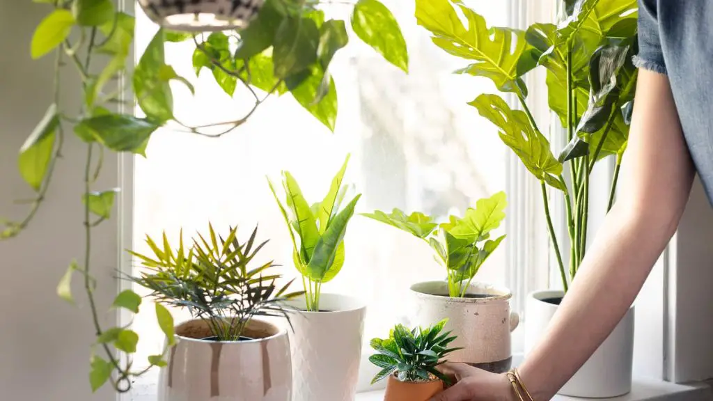 terracotta flower pots sitting on a sunny windowsill