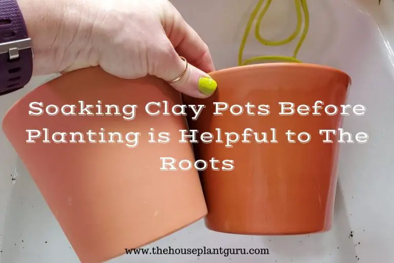 Do Clay Pots Need To Be Soaked For Plants?