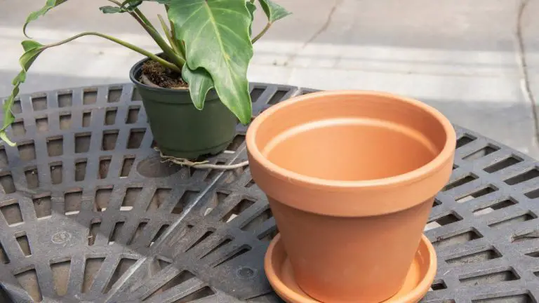 Do Plants Grow Better In Terracotta Pots?