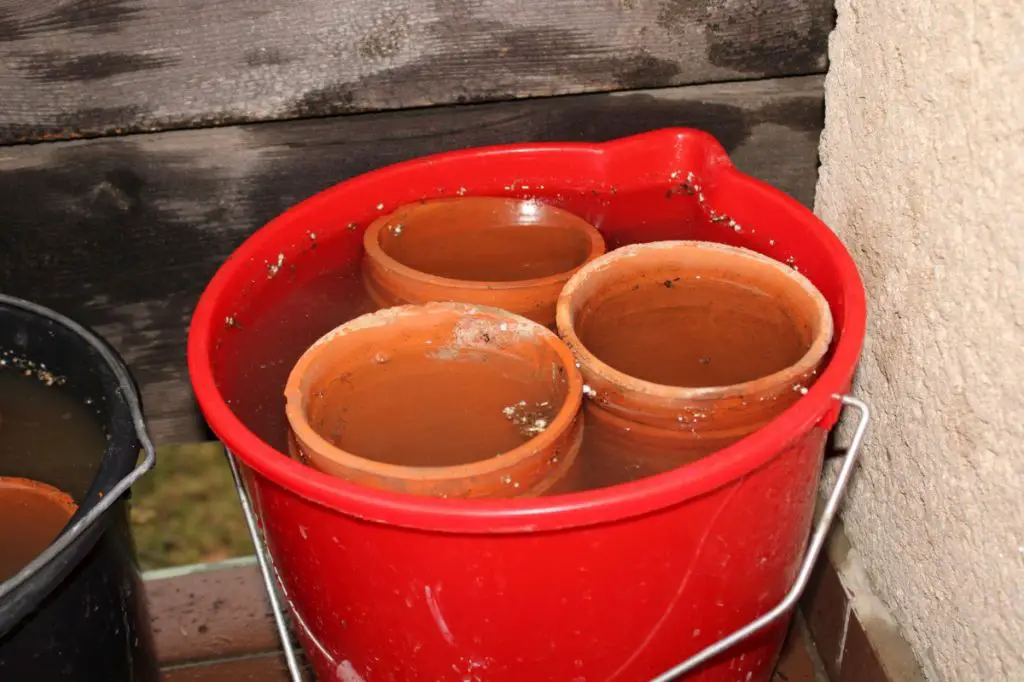 terracotta pots soaking in a tub of water