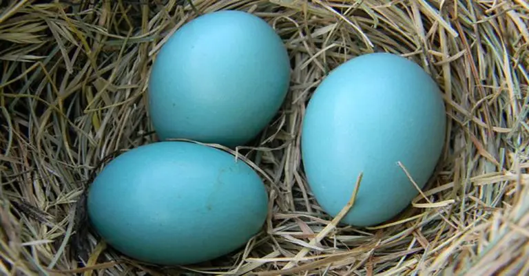 Why Are Robins Eggs Blue?