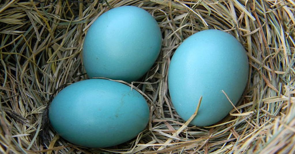 the blue color of robin eggs likely provides an evolutionary advantage through camouflage from predators.