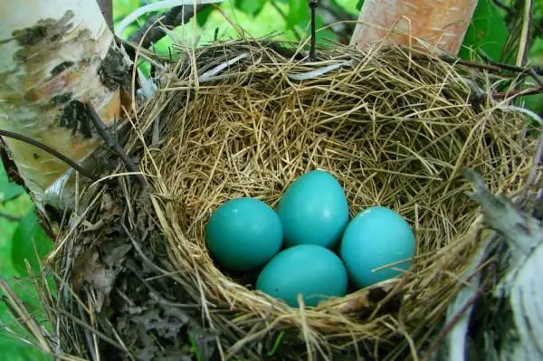 What Does It Mean When A Robin’S Egg Is Blue?