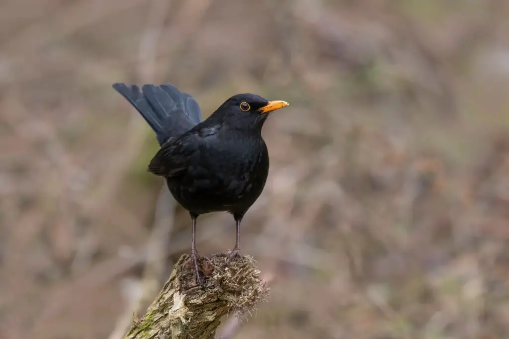 the four birds likely derived from the original 'colly birds'.