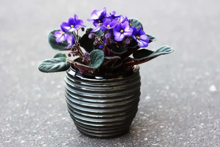What Is The Best Way To Pot An African Violet?