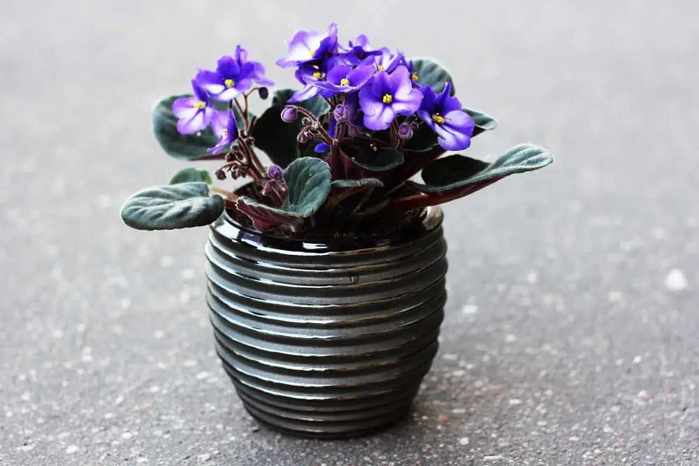 the ideal pot for an african violet is porous terra cotta or plastic