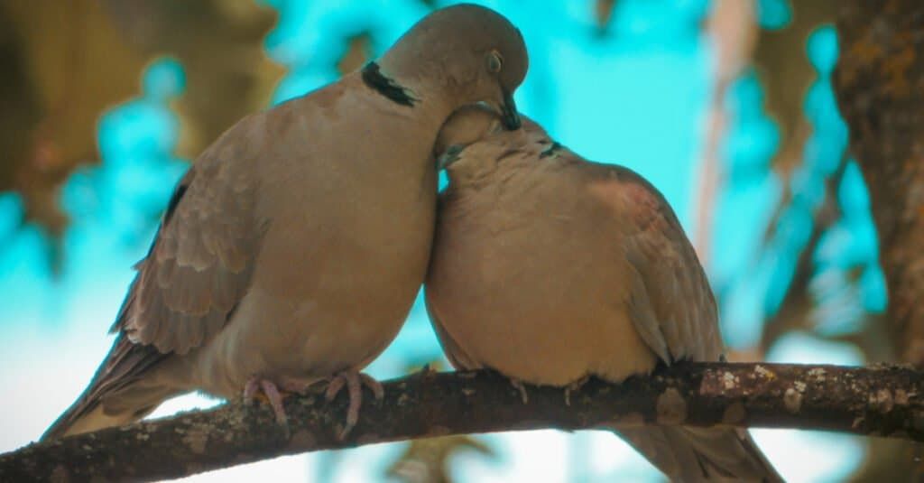 two turtle doves sitting closely together on a branch representing friendship