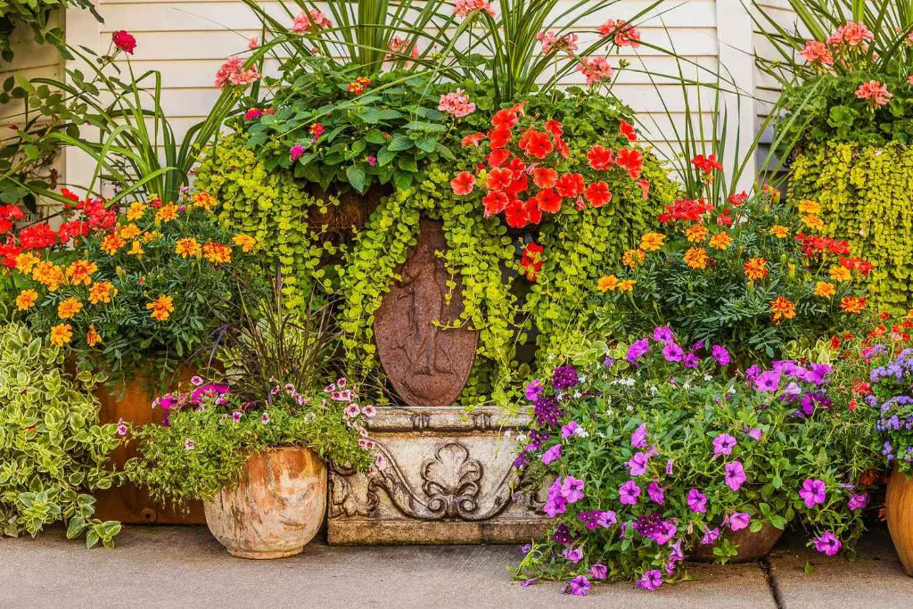 when decorating a large outdoor pot, use tall plants like ornamental grasses for the center and trailing plants like ivy around the edges.