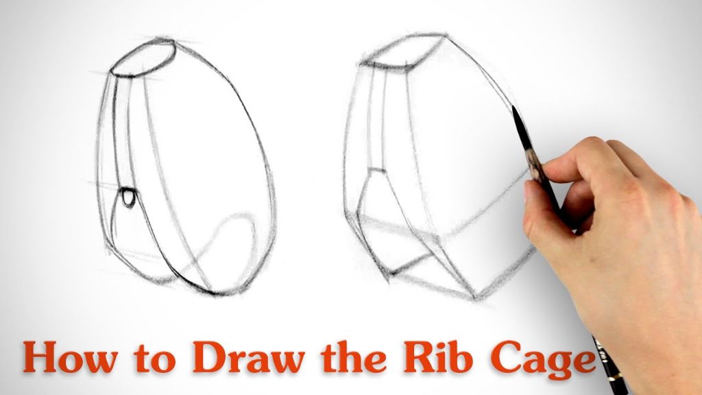 when first sketching the rib cage, start with a basic box shape before refining the details and curves.