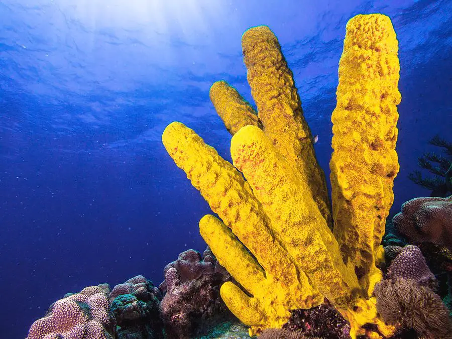 yellow tube sponge on a coral reef
