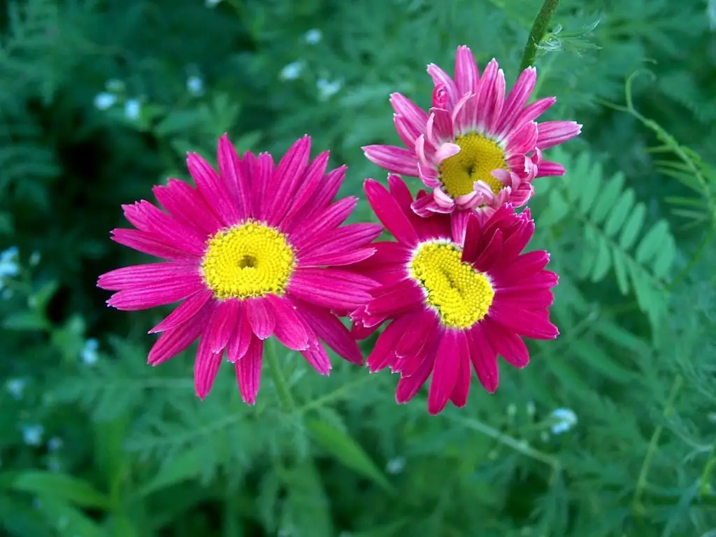 Painted Daisy (Tanacetum coccineum)